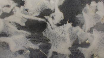 Media type: image;   Invertebrate Zoology 153111 Description: live specimen;